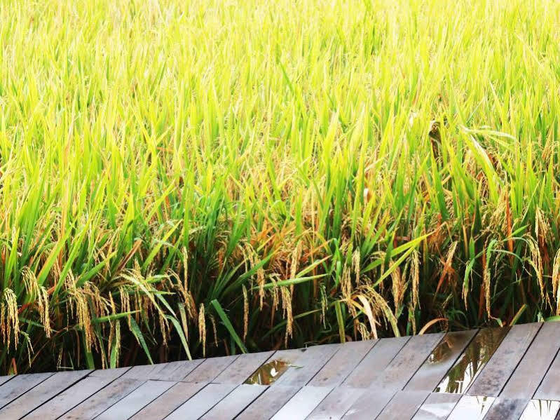 Bening Bungalow Ubud  Exterior photo